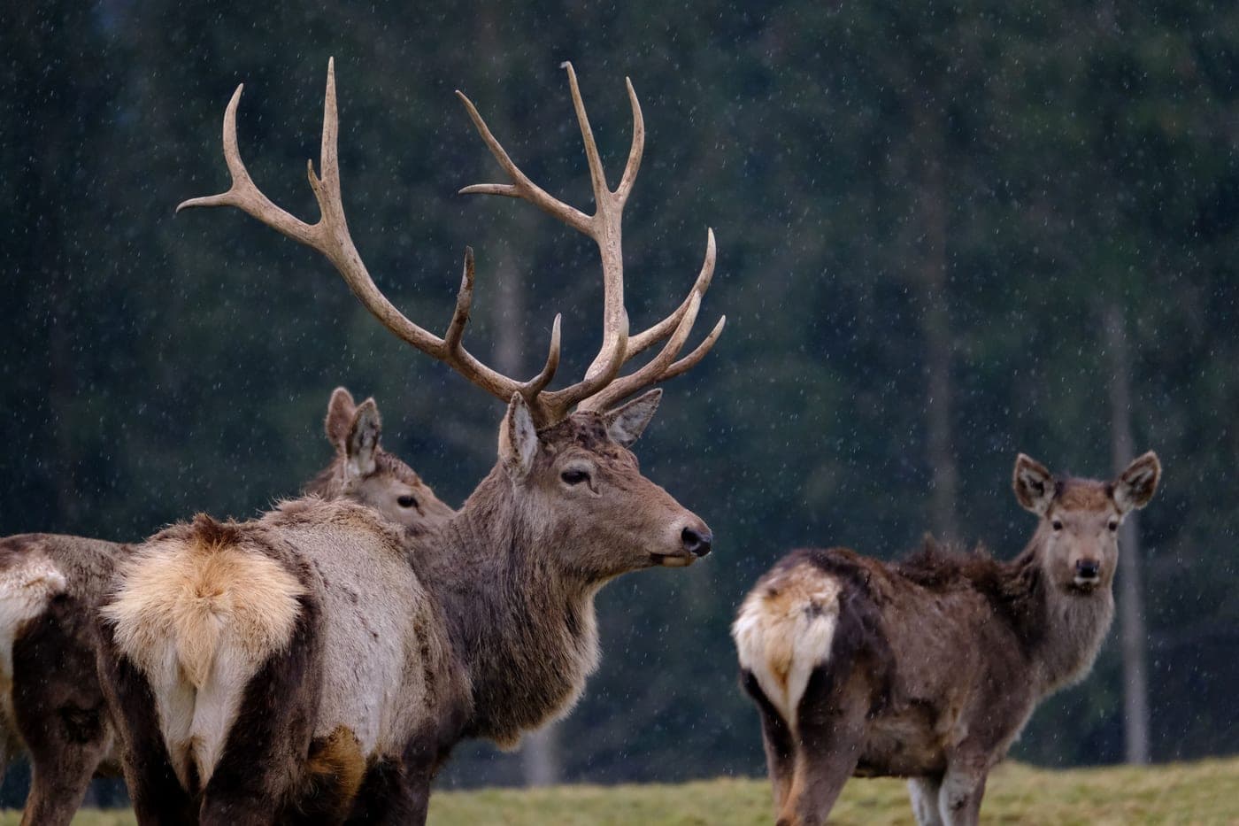 A group of deer with antlers standing in a rainy forest